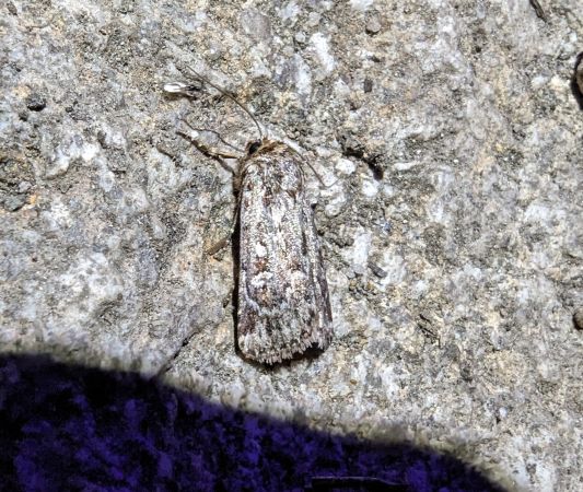 Lycophotia porphyrea 