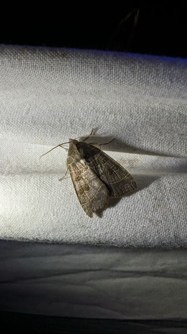 Ipimorpha subtusa 