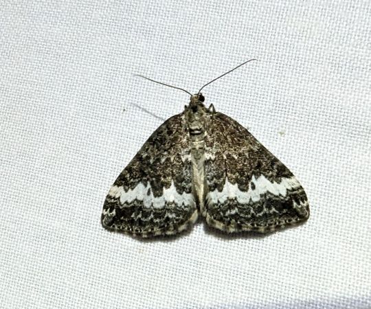 Perizoma affinitata 