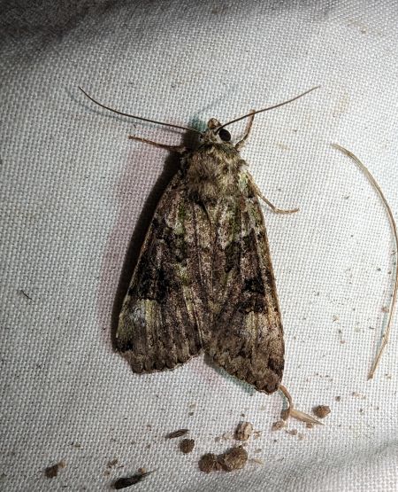Anaplectoides prasina 