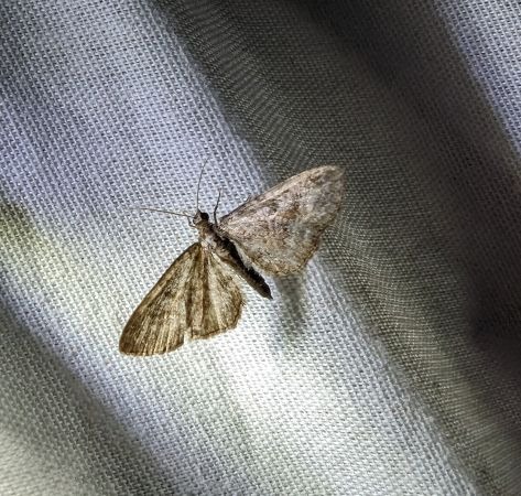 Eupithecia icterata 