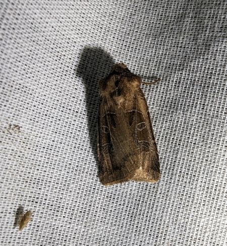 Chersotis cuprea 