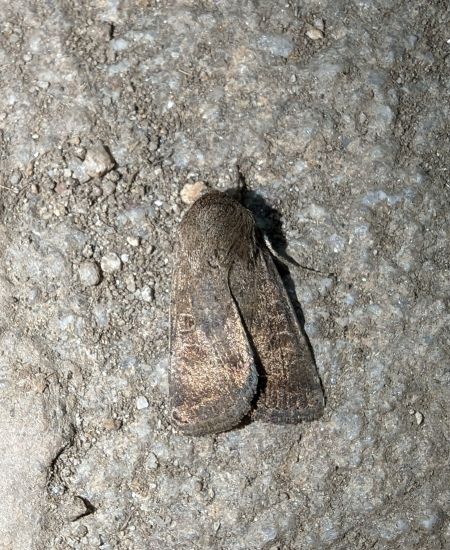 Hoplodrina octogenaria 