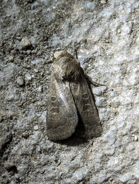 Hoplodrina octogenaria 
