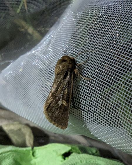 Cerapteryx graminis 