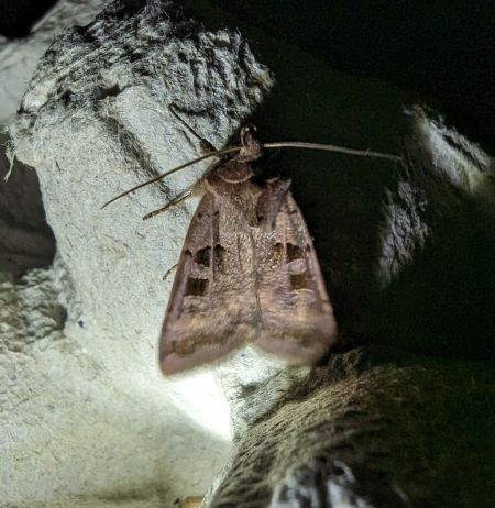 Xestia stigmatica 