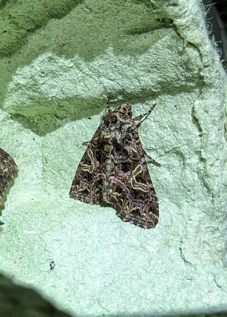 Sideridis rivularis 