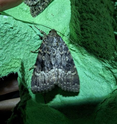 Amphipyra berbera 