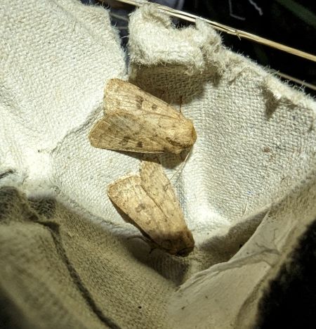 Hoplodrina octogenaria 