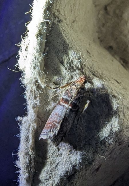 Acrobasis advenella 