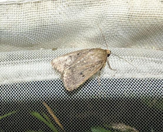 Amphipyra tragopoginis 