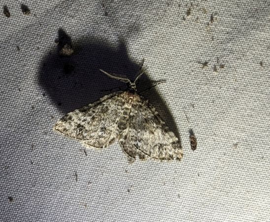 Mesotype didymata 