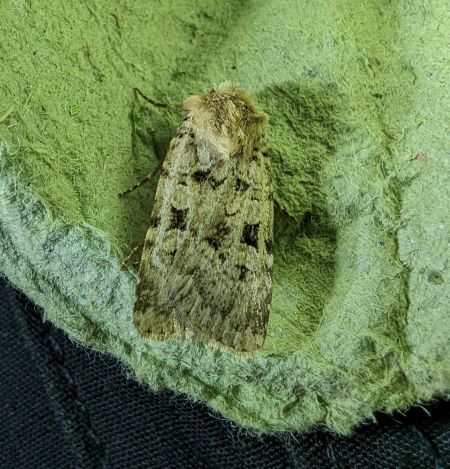 Chersotis multangula 