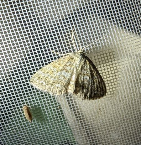 Scopula immorata 