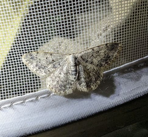 Scopula marginepunctata 