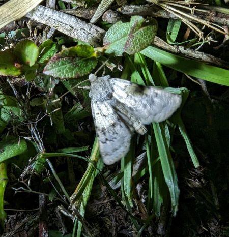 Epipsilia grisescens 
