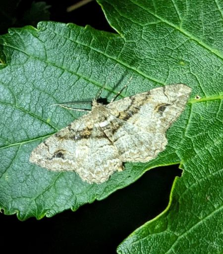 Alcis bastelbergeri 