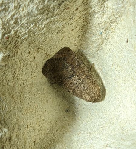 Hoplodrina octogenaria 