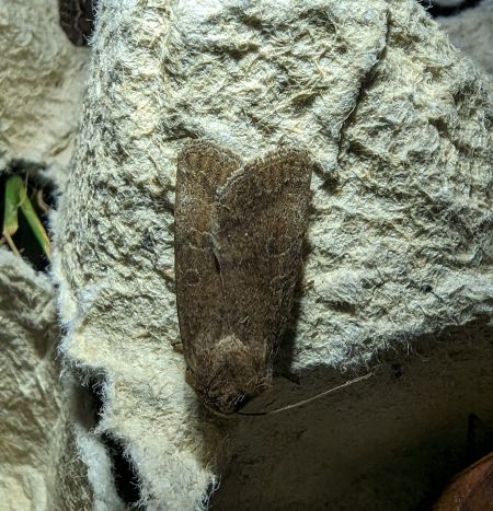 Hoplodrina octogenaria 