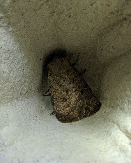 Hoplodrina octogenaria 