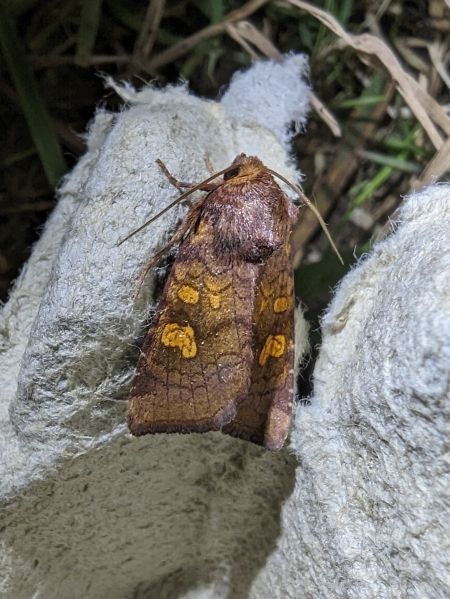 Amphipoea sp. 