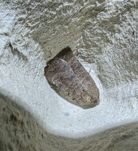 Hoplodrina octogenaria 