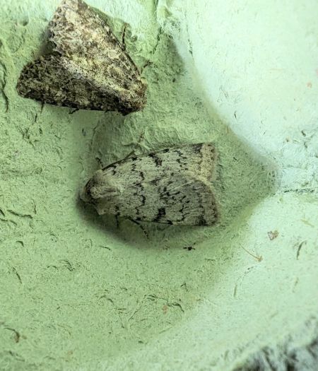 Epipsilia grisescens 