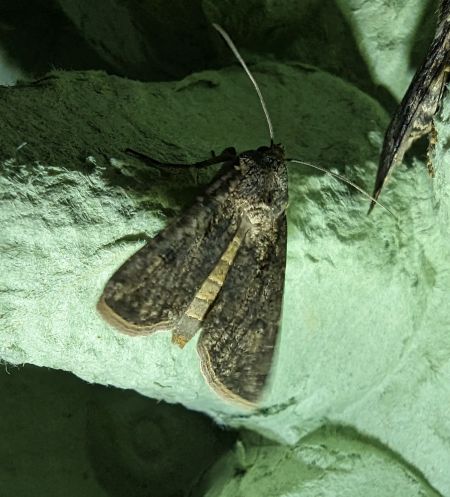 Noctuelle des moissons 