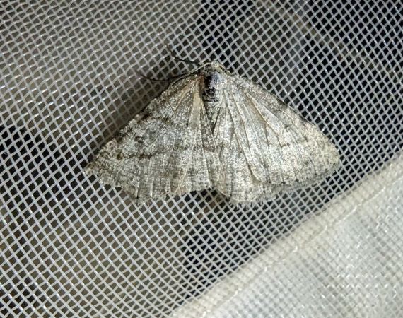 Elophos dilucidaria 