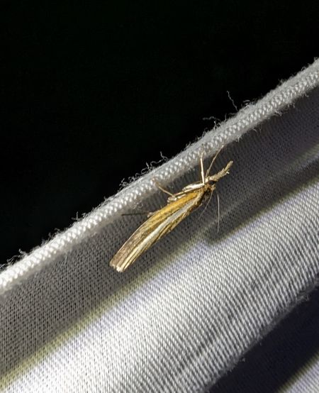 Crambus des tiges 