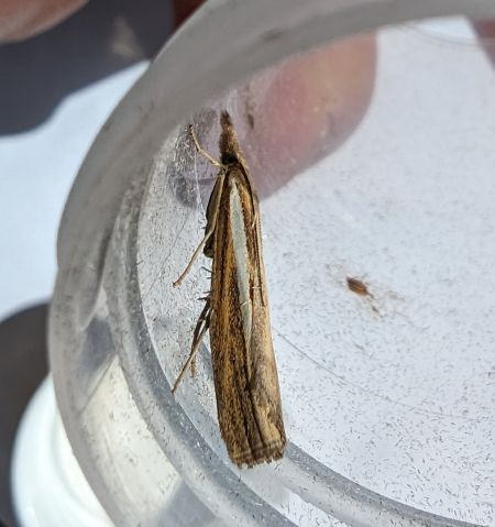 Crambus des tiges 