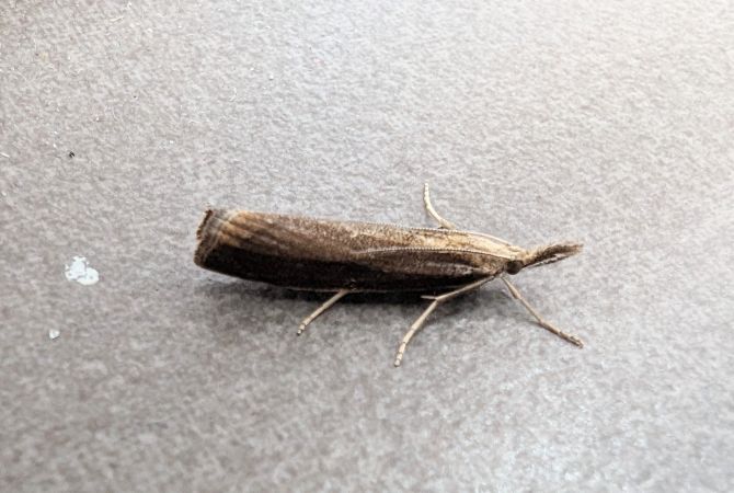 Crambus des tiges 
