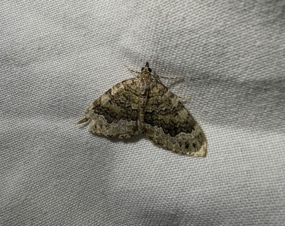 Colostygia olivata 
