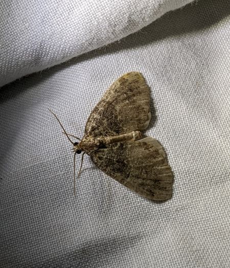 Hydriomena furcata 