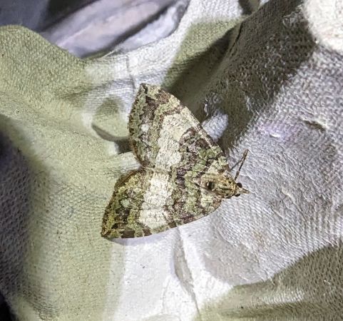 Hydriomena furcata 