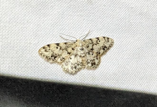Idaea contiguaria 