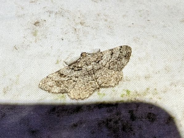 Peribatodes secundaria 