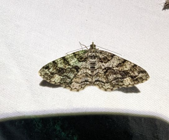 Peribatodes secundaria 