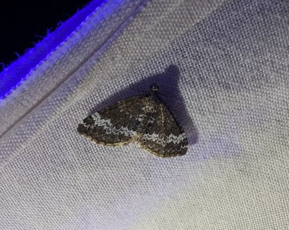 Perizoma alchemillata 