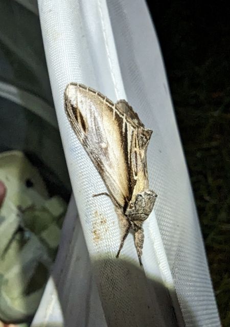 Bombyx dyctéoïde (Faïence) 