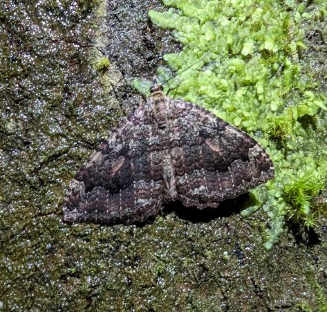 Triphosa dubitata 