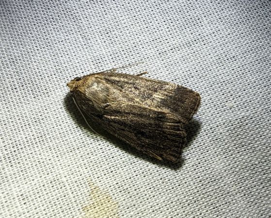 Amphipyra tragopoginis 