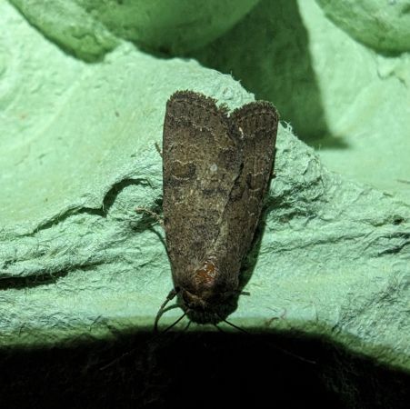 Hoplodrina indéterminé 