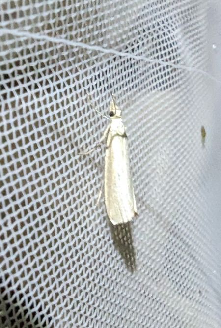 Crambus perlé 
