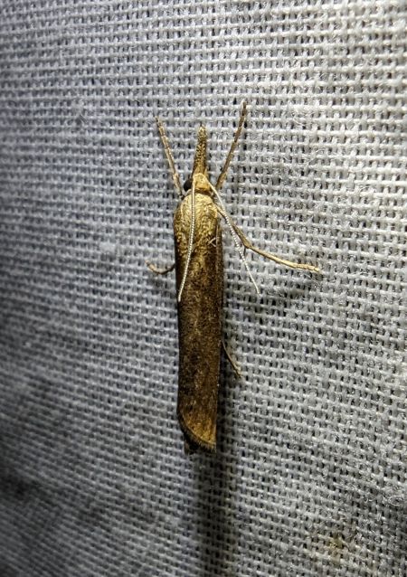 Crambus des tiges 