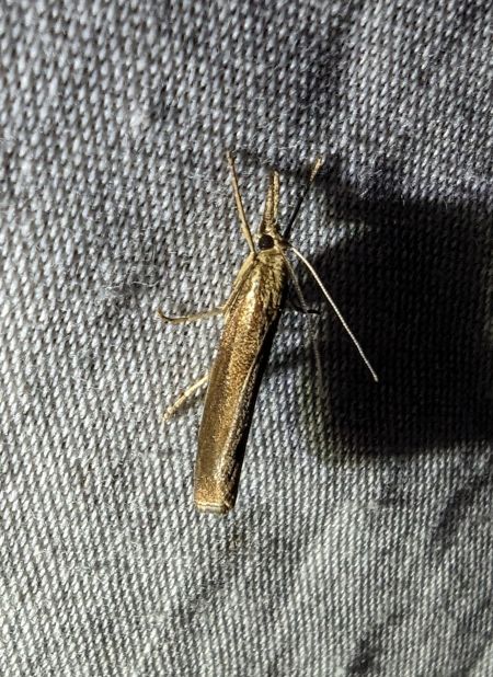 Crambus des tiges 