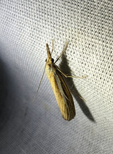 Crambus des tiges 