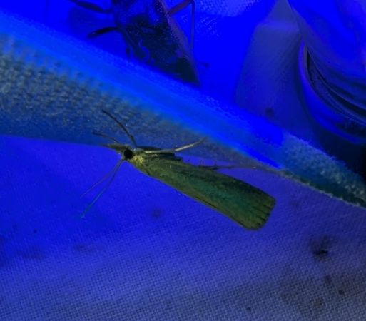 Crambus perlé 