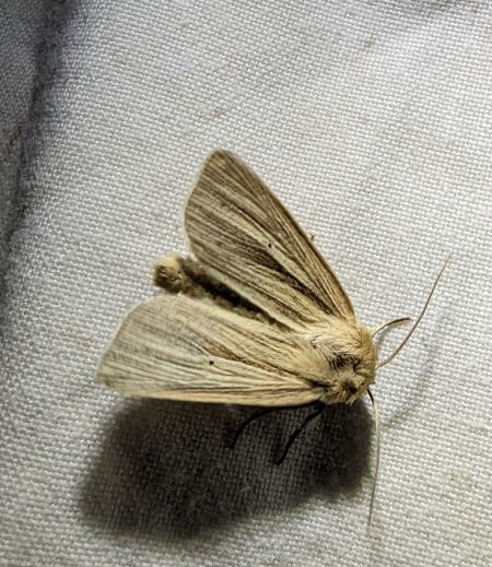 Mythimna impura 
