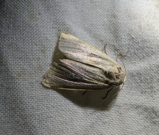 Mythimna impura 